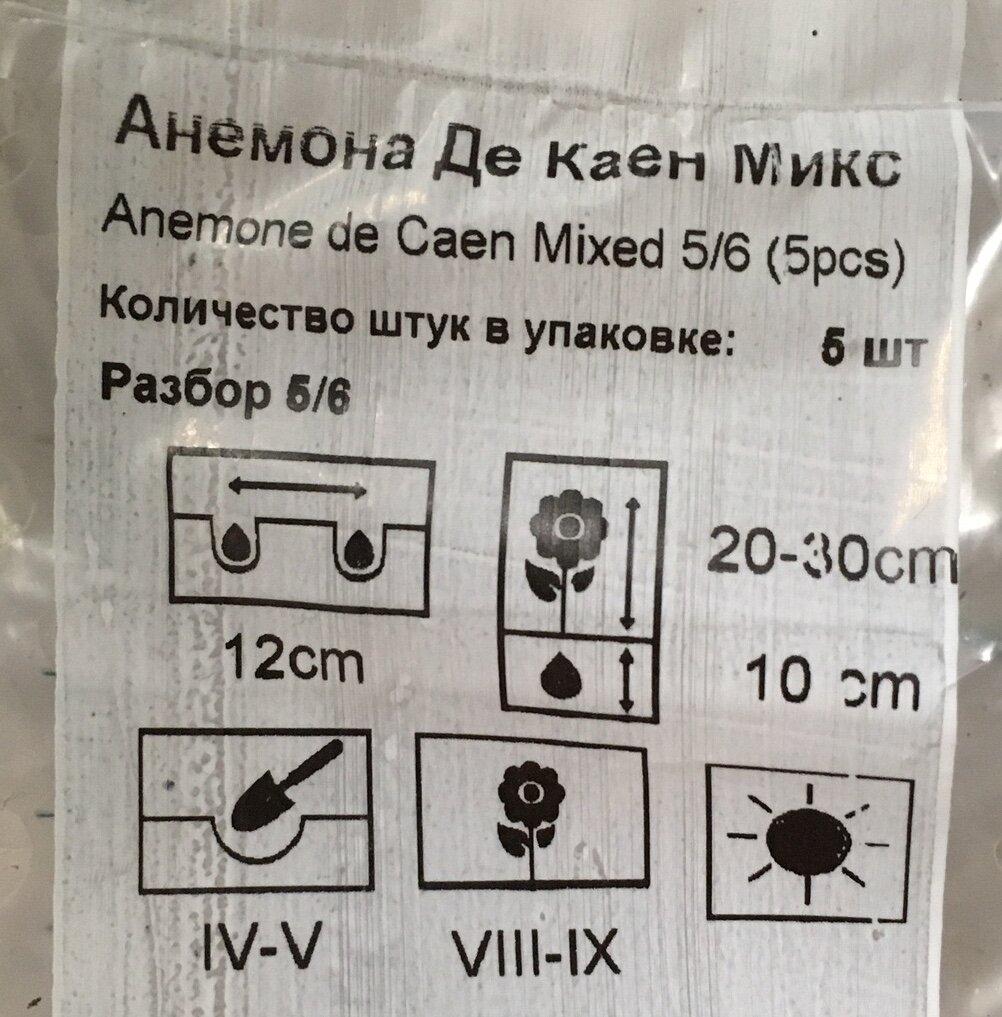 Сорт анемоны, которые буду сажать