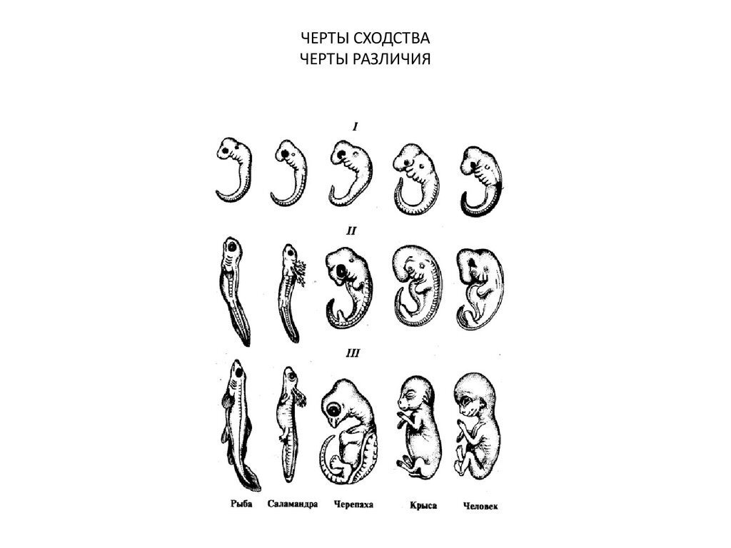 Стадии развития зародыша рыбы таблица