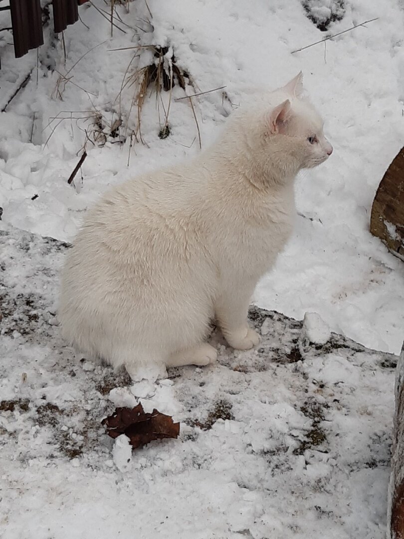 Зимний дачный конкурс 