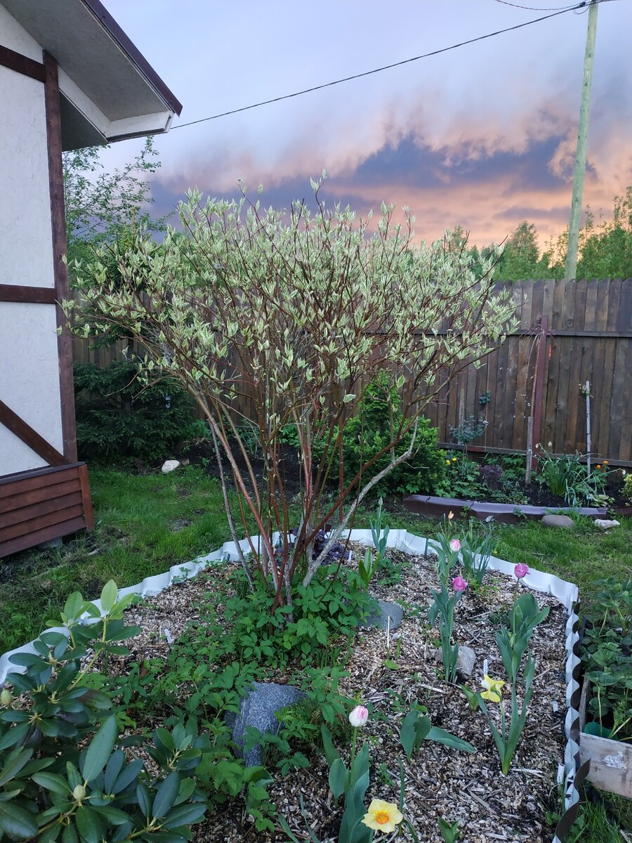 Любимец перед грозой.