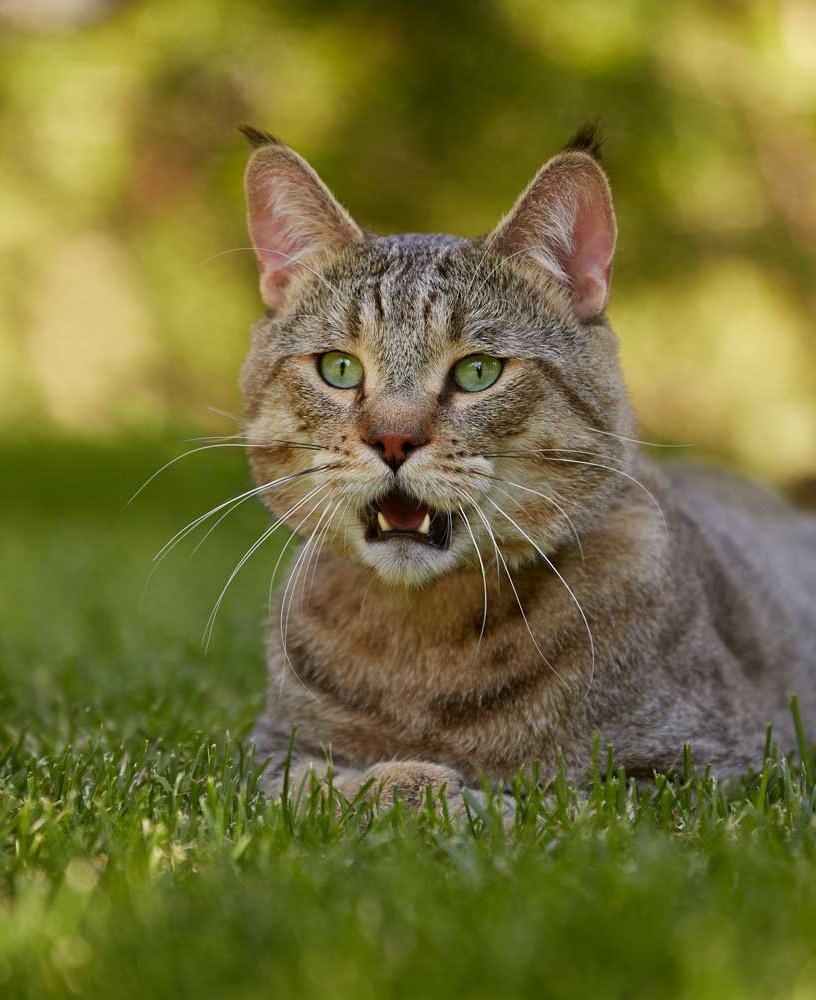 Фото пиксибоба