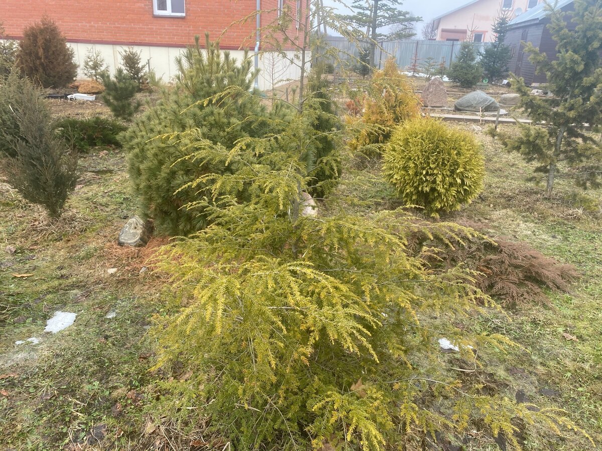 Тсуга канадская