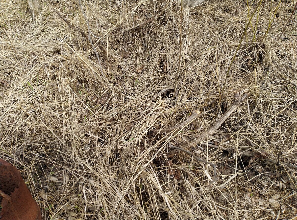 В траве угадывается погибшая лоза