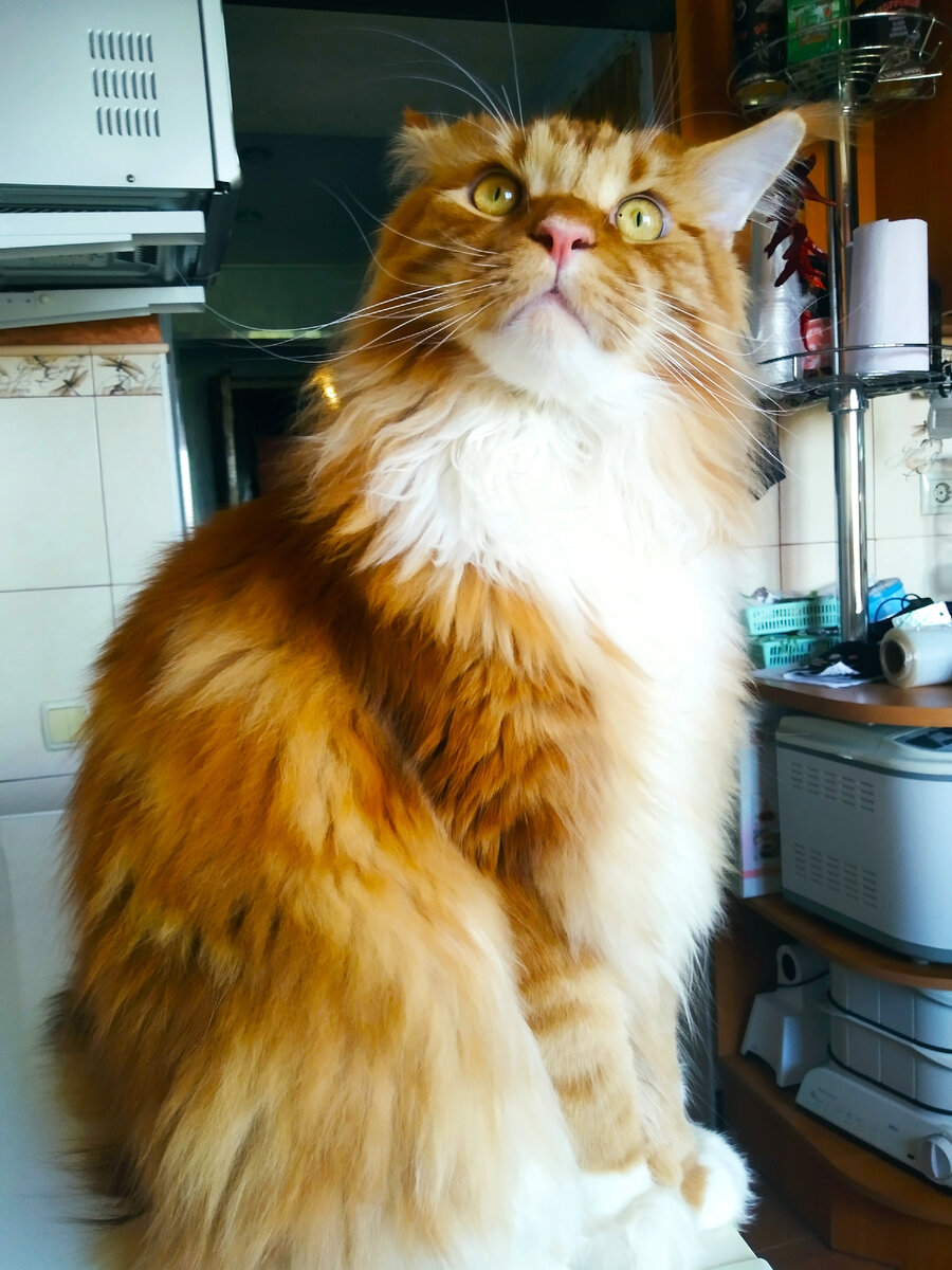 Мейн кун Степа.