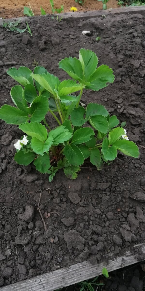 Азия прошлогодний куст