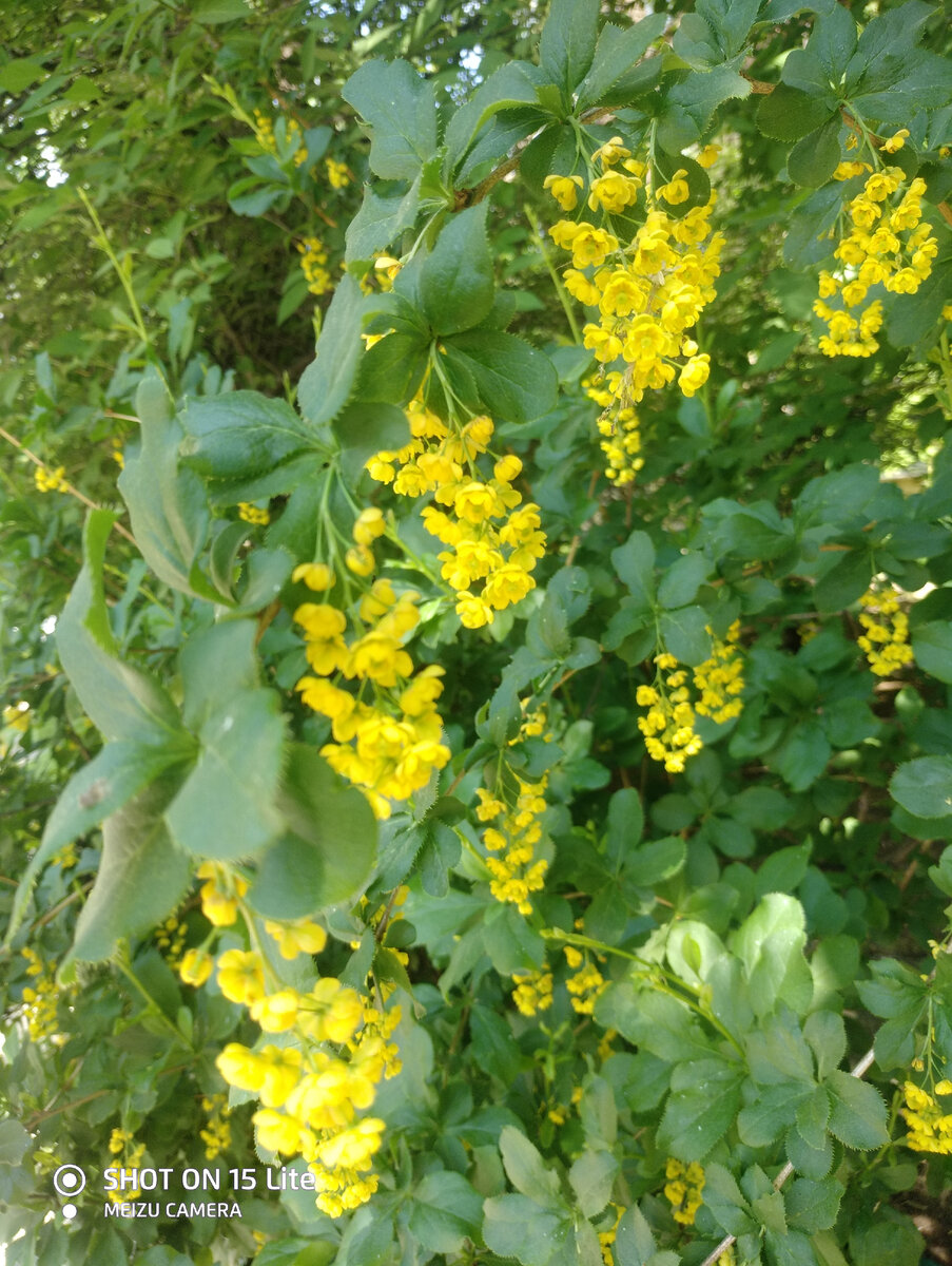 Прелесть, правда? Люблю пору цветения, хоть и чешусь вся, простите)))