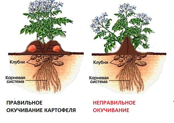 Уход за картофелем в июле: прополка, окучивание и полив, профилактика фитофтороза