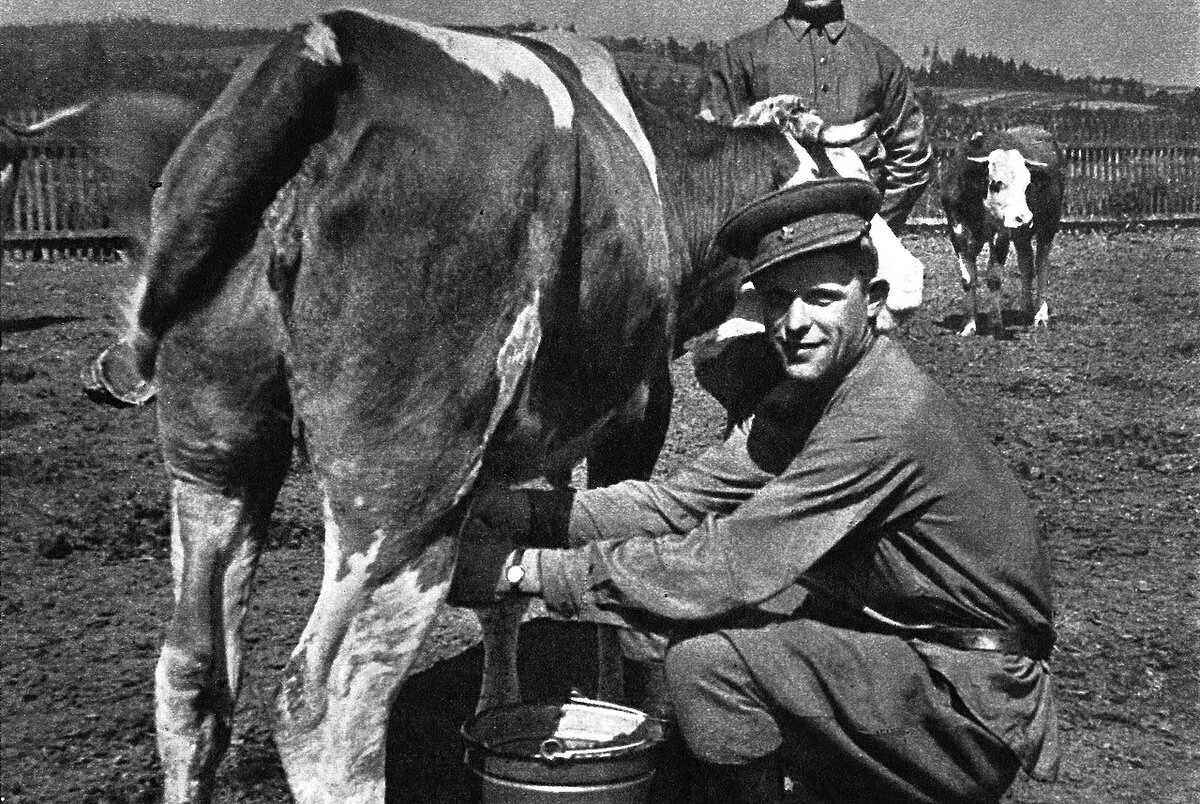 Эти коровы, по-видимому, привыкли к солдатской форме. Фото https://etointeresno.ru.