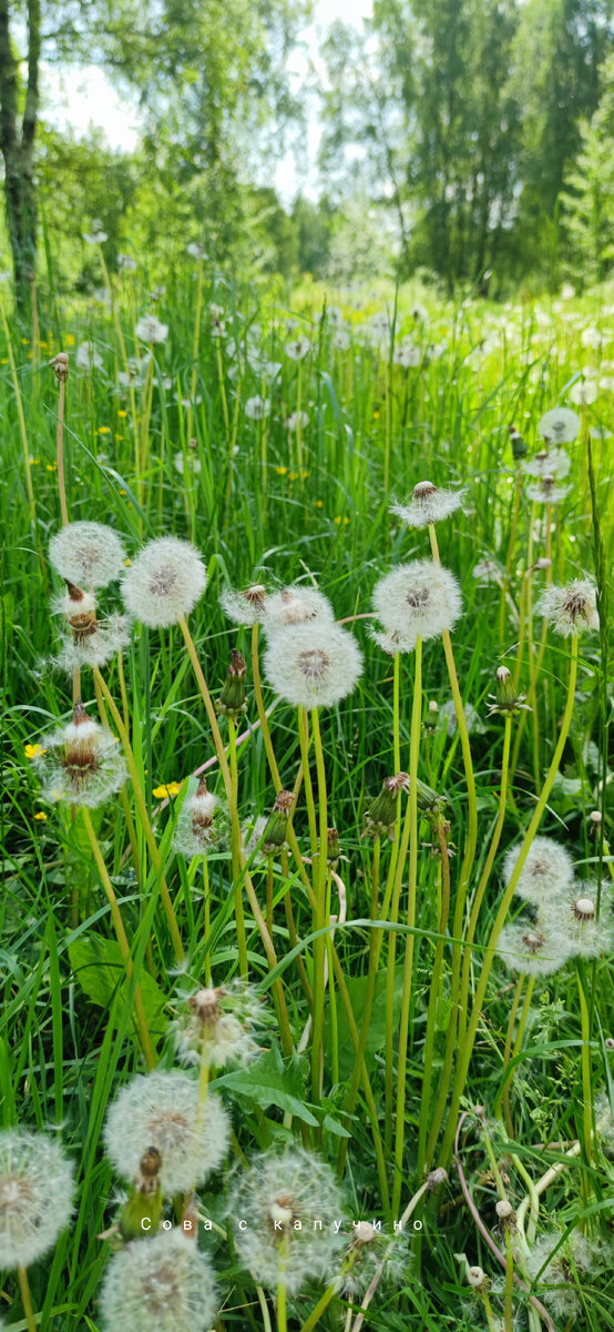 Вот оно какое, наше лето! По крайней мере, его начало :) 