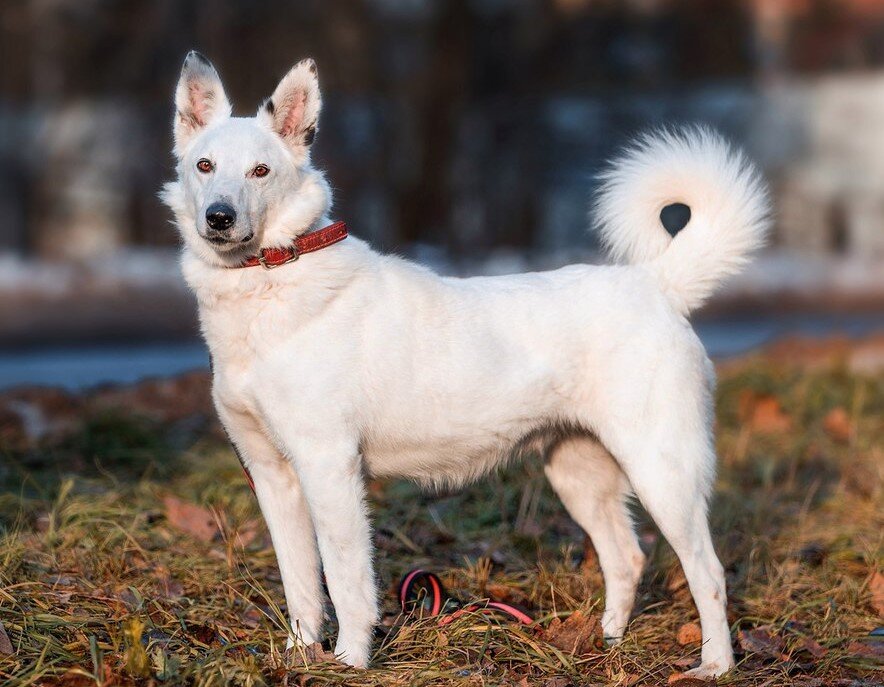 Беляш - красивый пес с прекрасным характером, но его никто не хотел брать из-за отсутствия слуха.