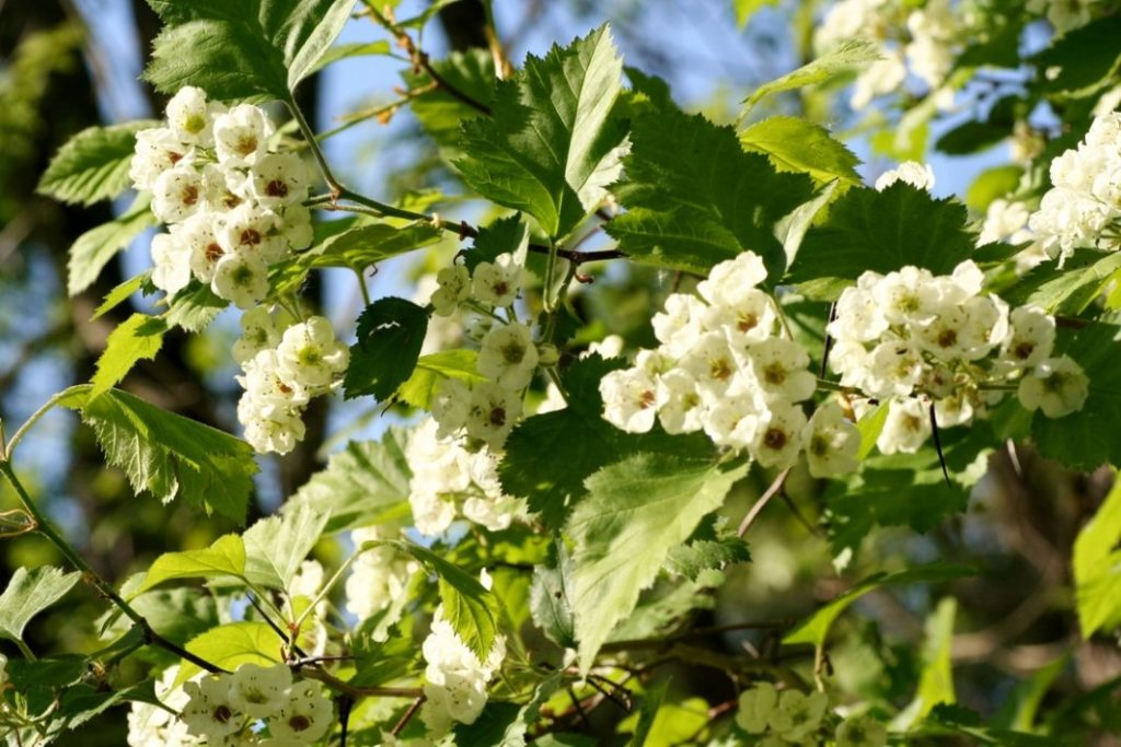 Crataegus