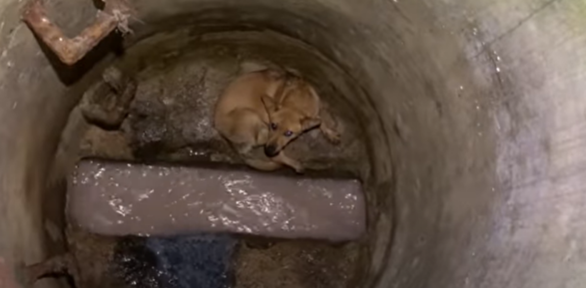 Кана в беде.