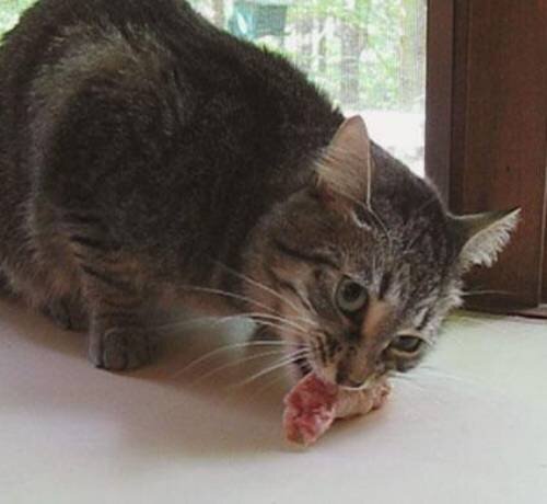 Можно ли кормить котенка только мясом | Лапа помощи | Дзен