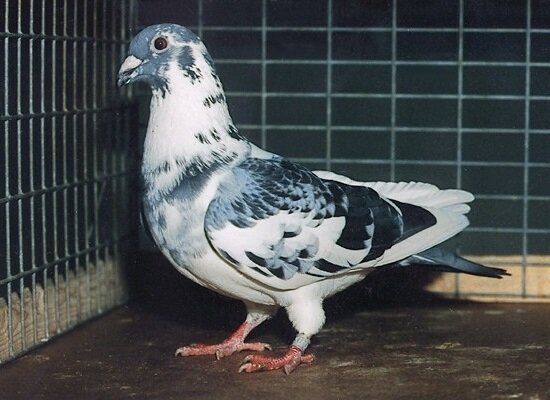 Голубь почтовый
