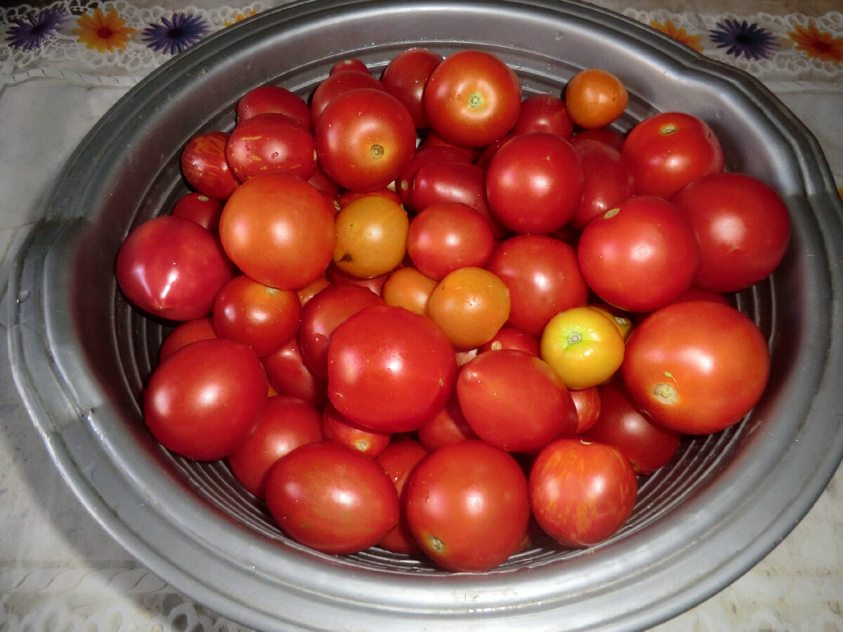 Томаты для консервации.