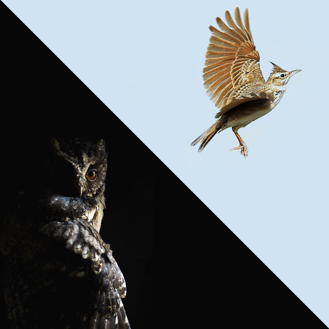 Сова и жаворонок. Коллаж автора