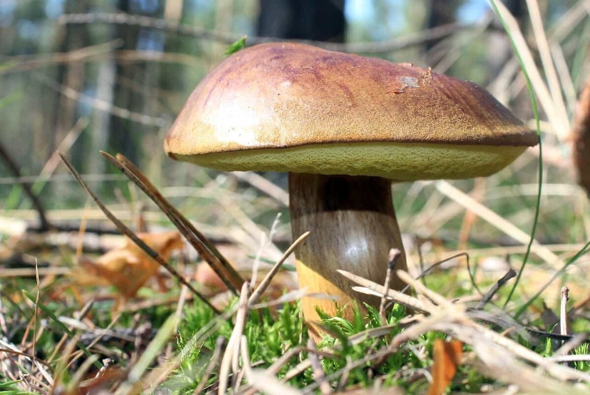 Как распознать ложный польский гриб | Лесной Мир | Дзен