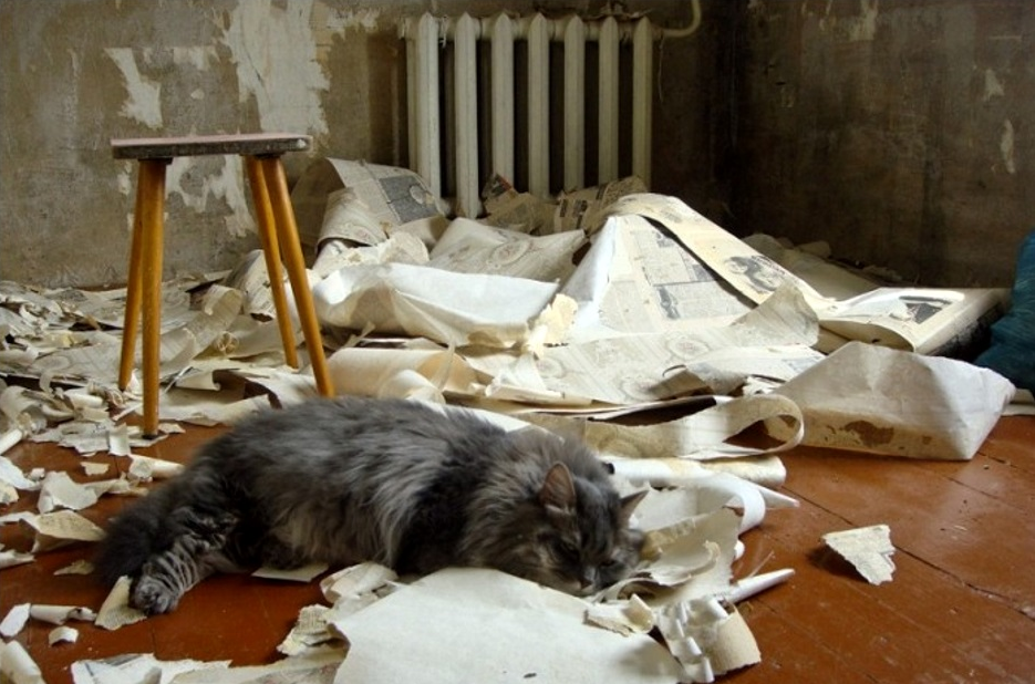 Фотография взята из свободного источника