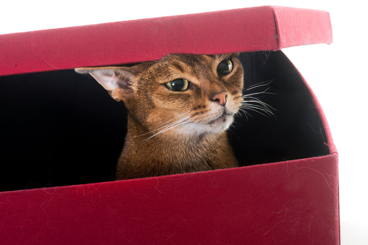 Красавица умеет искать себе развлечения. Она никогда не сидит на месте.