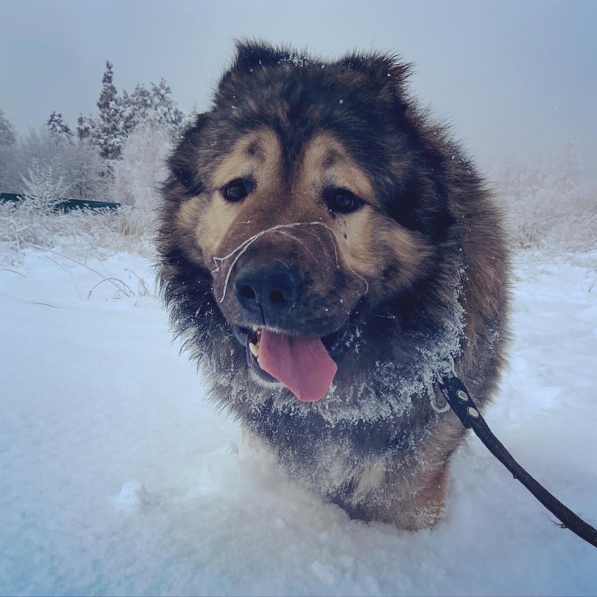 Собака - не подарок или как кавказец в приюте оказался | Dudusik Dog | Дзен