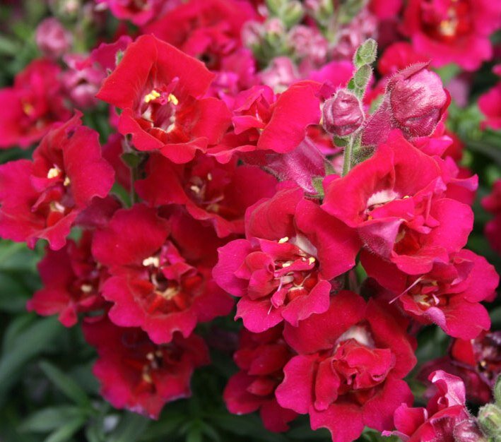 фото махрового антирринума - на нем хорошо видно форму цветка.