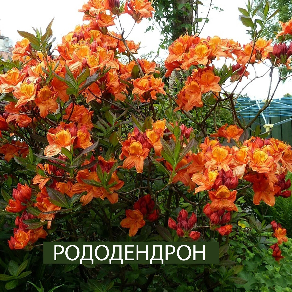 рододендрон