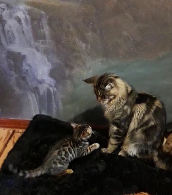 Бенгальская кошка Сильва, 2 месяца