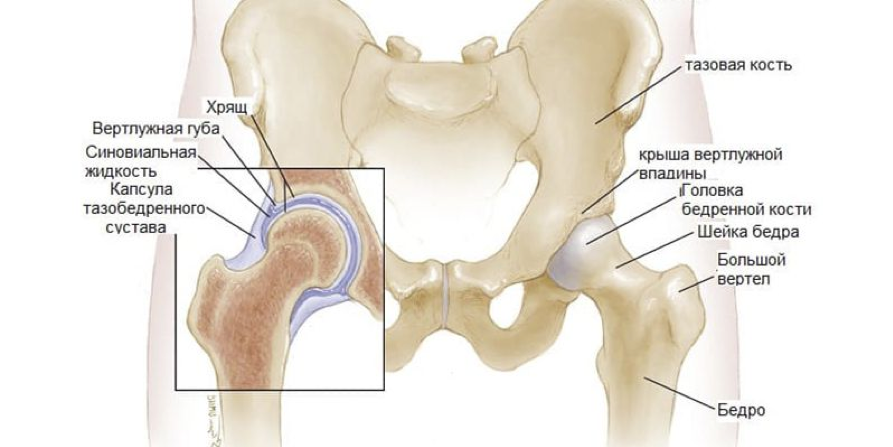 Болит тазобедренная кость причины. Большой вертел бедренной кости. Вертел тазобедренного сустава. Малый вертел бедренной кости. Вертел бедреннойм косит.