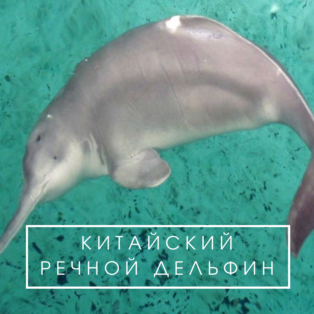 Виды дельфинов