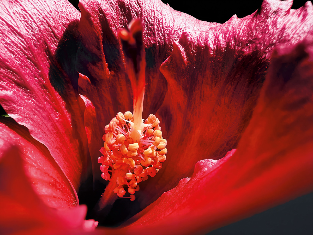 “The Cave” (hibiscus) от Marco Colletta (@marcolletta.1). Снято на iPhone 13 Pro.