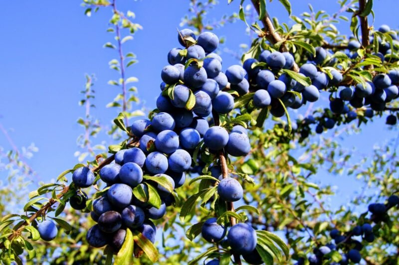 Тернослива