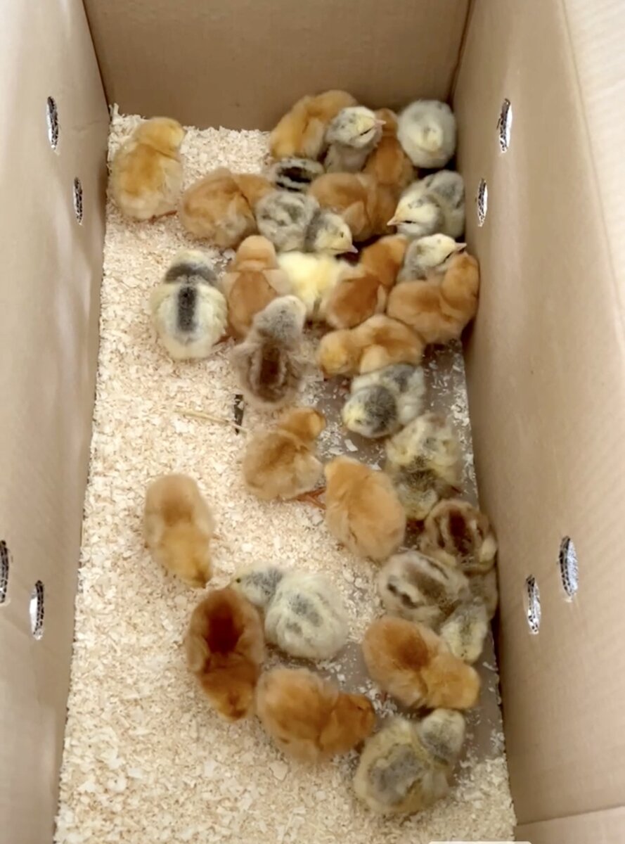 Суточные бройлеры.