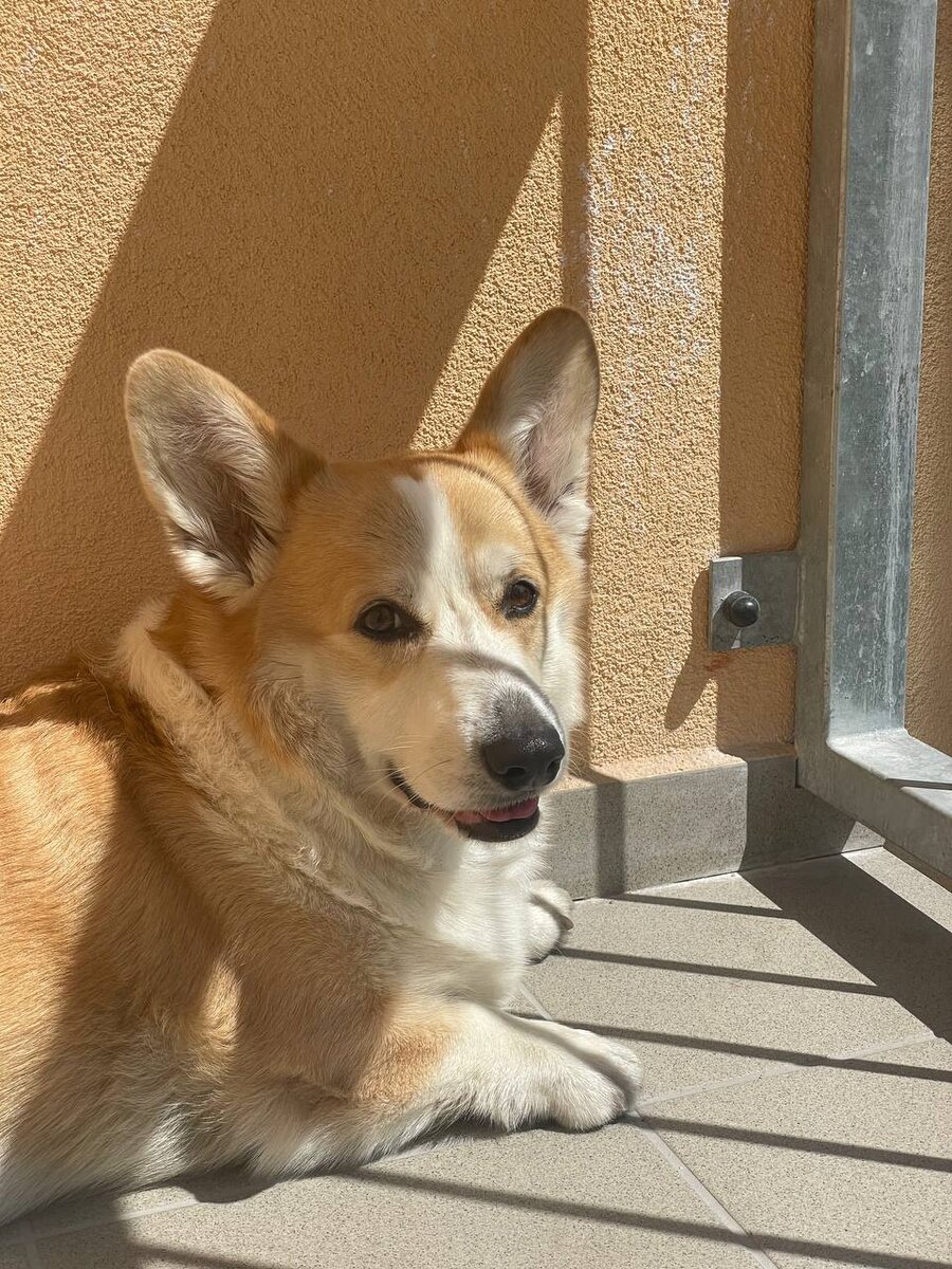 Хантер на отдыхе