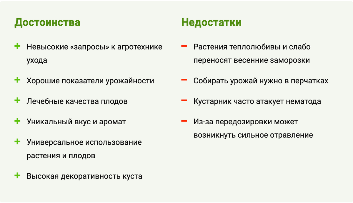 Острый перец Хабанеро: секреты правильного выращивания в домашних условиях  | Дачник.RU | Дзен