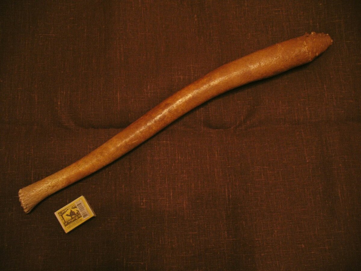 Бакулюм моржа. Источник: http://topnauka.ru/bakulyum-2/