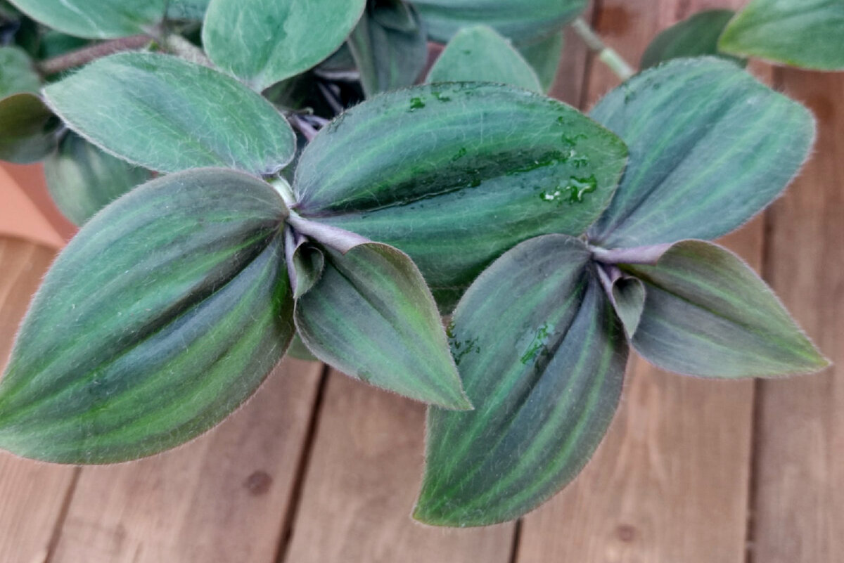 Изначальный вид растения. На фото Tradescantia zebrina var. mollipila 'Purple Plush’ 