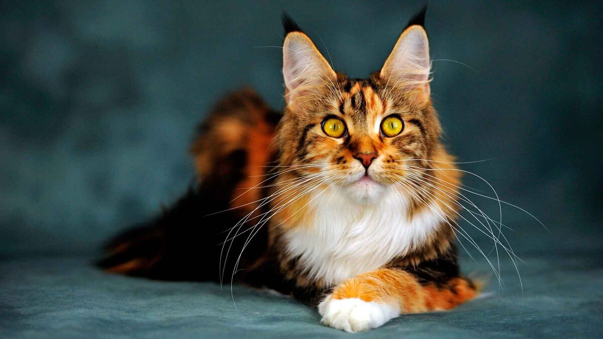 Мейн-куны-крупные кошки, мудрые, добродушные, с мягкой пушистой шерстью и забавными "кисточками" на ушных раковинах.-2-2