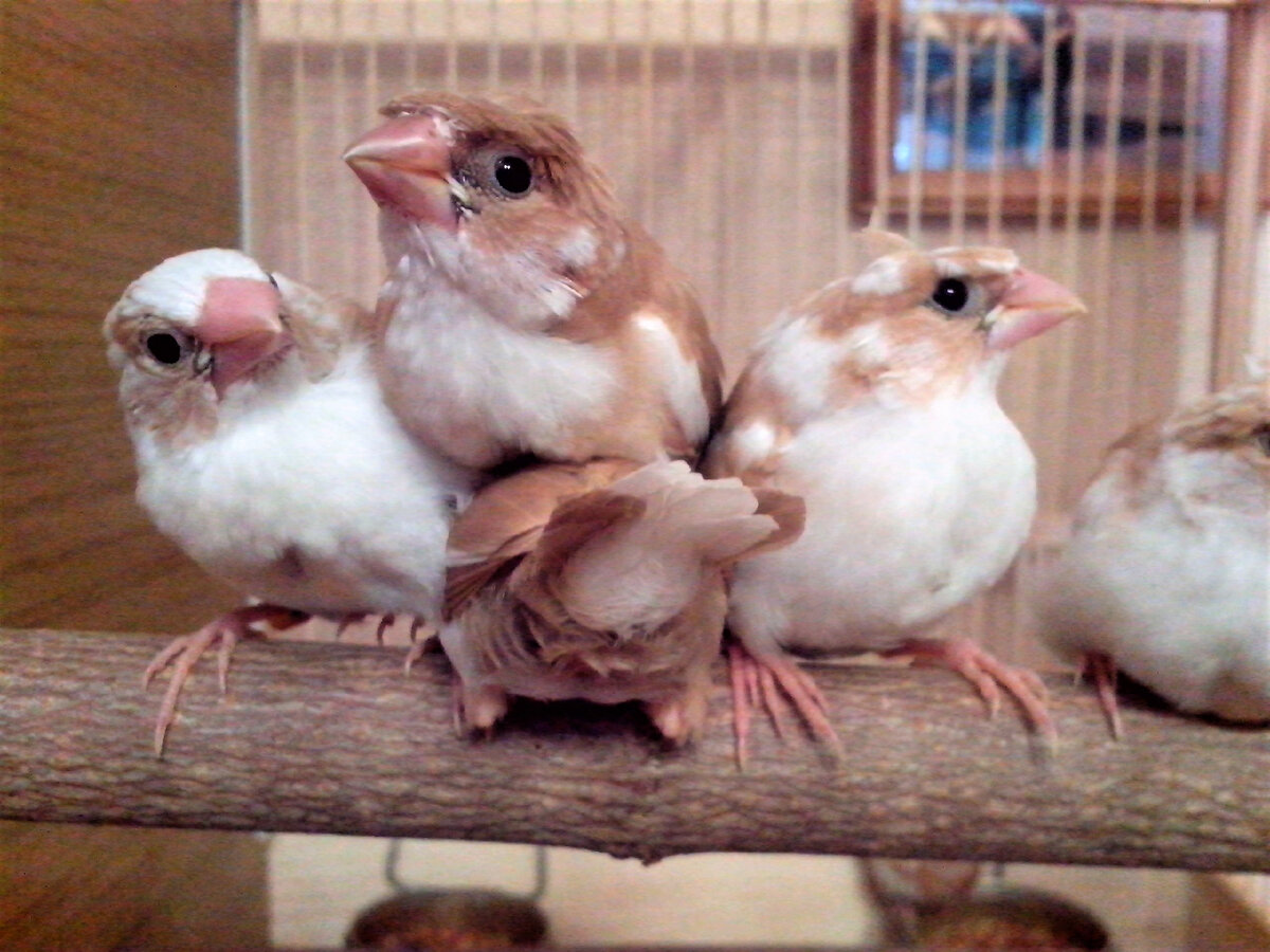 Бело - рыжие японские амадины. Фото из личного архива.