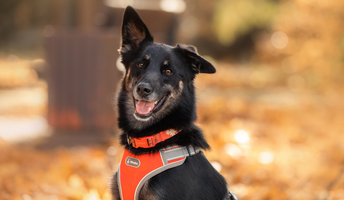 Малыш, ищет дом