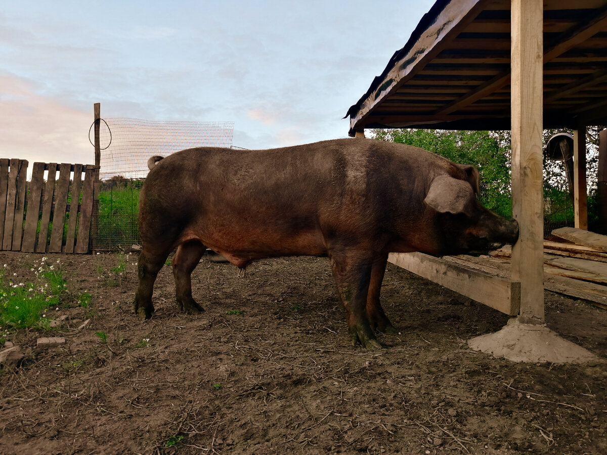 Борисычу 3 года