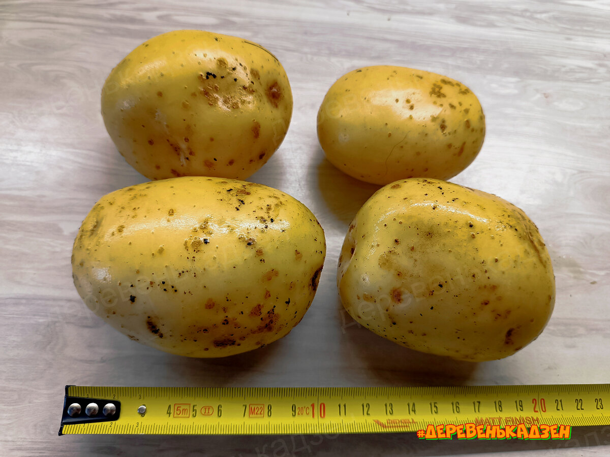 Крупные клубни