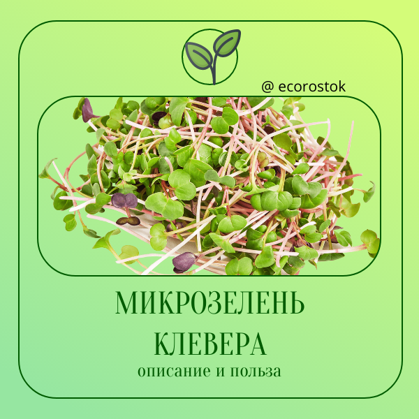 Польза клевера