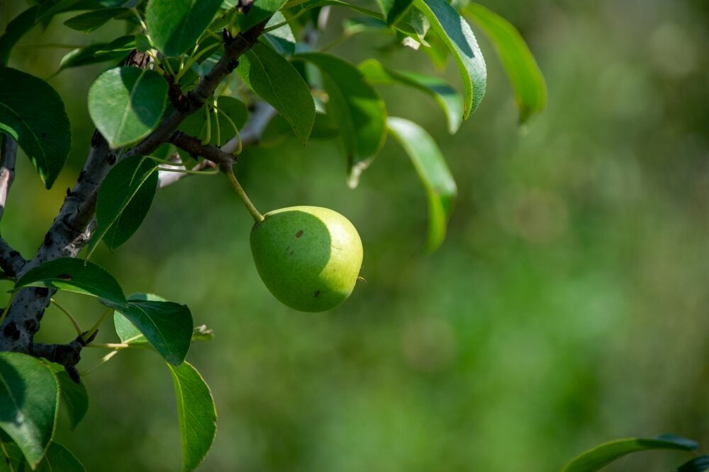    Не каждая груша радует садовода щедрым урожаем — и тому есть причины