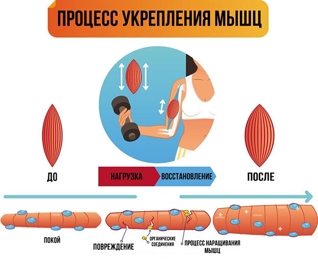 После зала болят мышцы