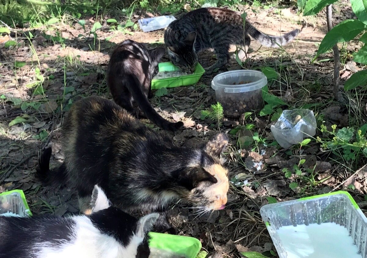 Лотки для кормления стоят под открытым небом