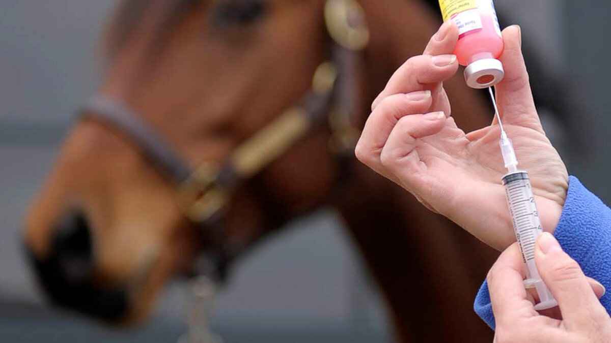 Вакцины для лошадей купить. Вакцина против гриппа лошадей Курская Биофабрика. Вакцинация лошадей. Прививки лошадям.