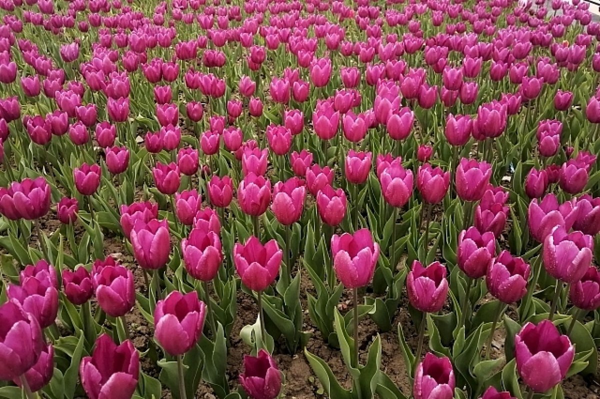    Тюльпаны для всей России вырастят в Тамбове