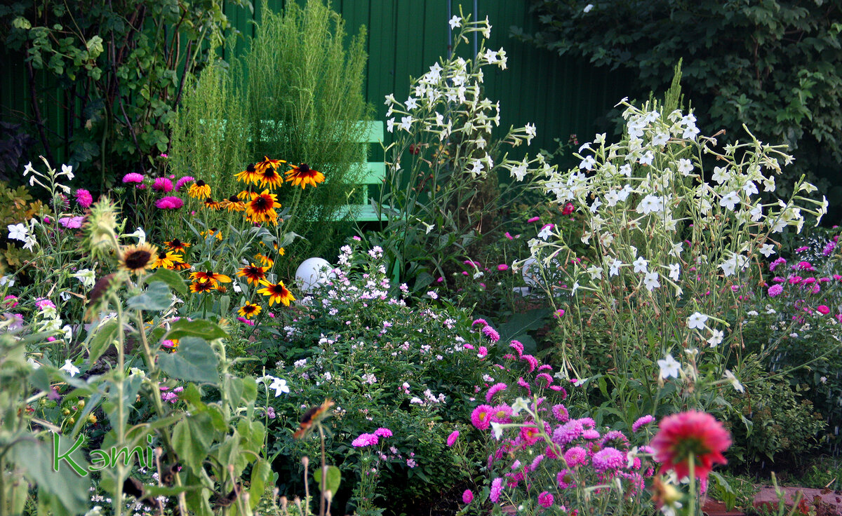 На рубеже лета и осени сад все еще в цвету!