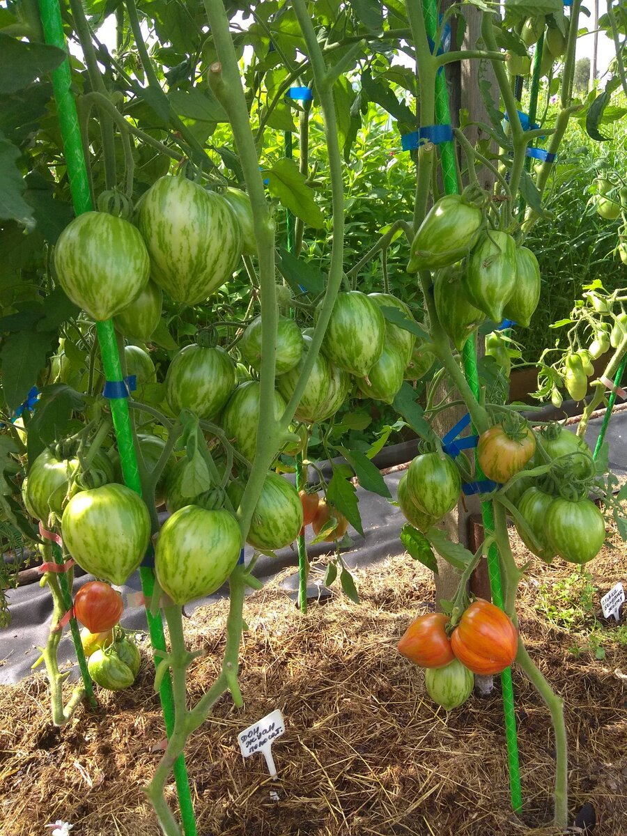 сорт помидоров дон жуан фото