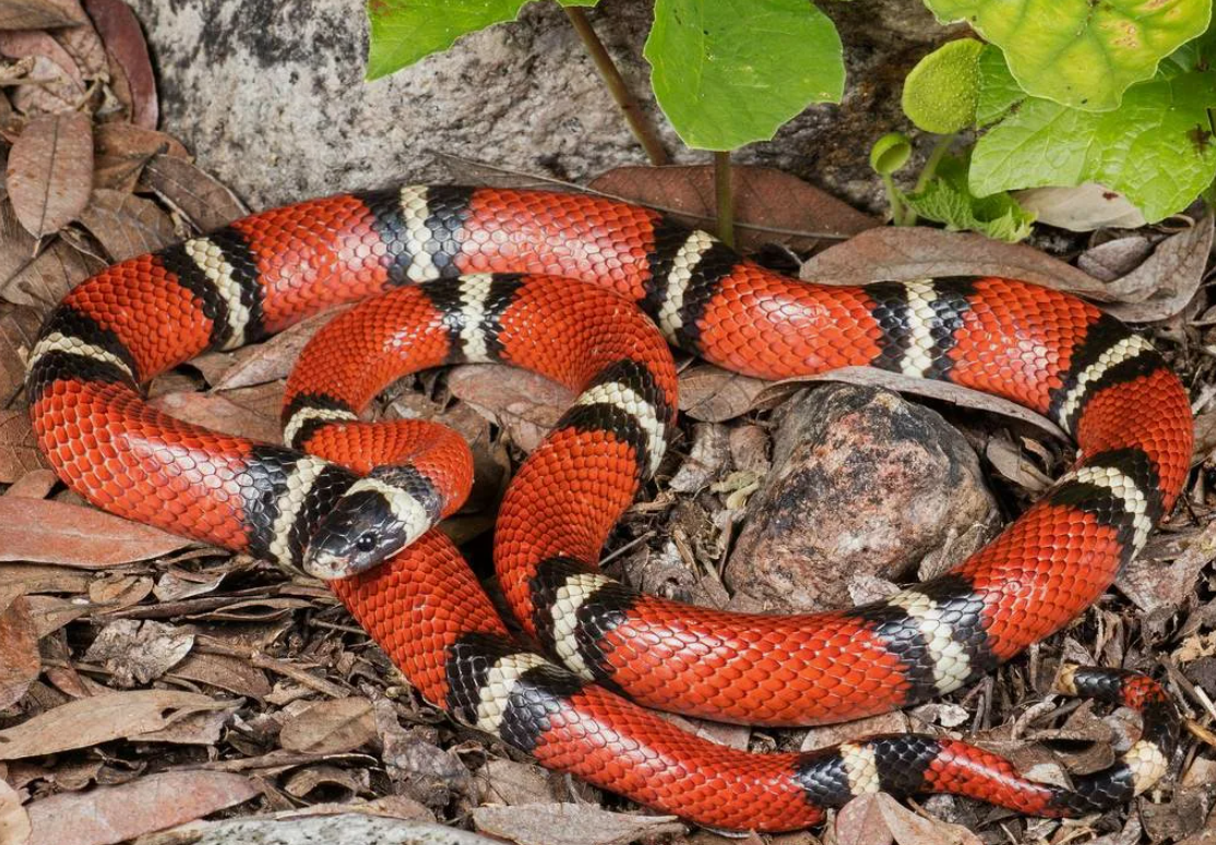 Цепная королевская змея. Королевская змея (Lampropeltis). Калифорнийская Королевская змея. (Lampropeltis getulus nitida). Королевский калифорнийский полоз. Молочная змея (Lampropeltis Triangulum).